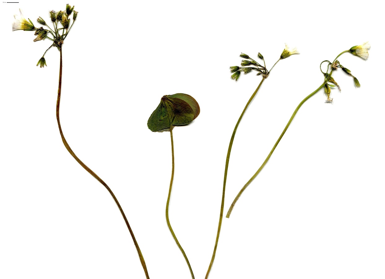 Oxalis debilis (Oxalidaceae)